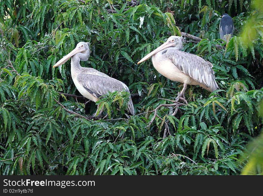 Two spot billed pelicans resting on the top of a tree