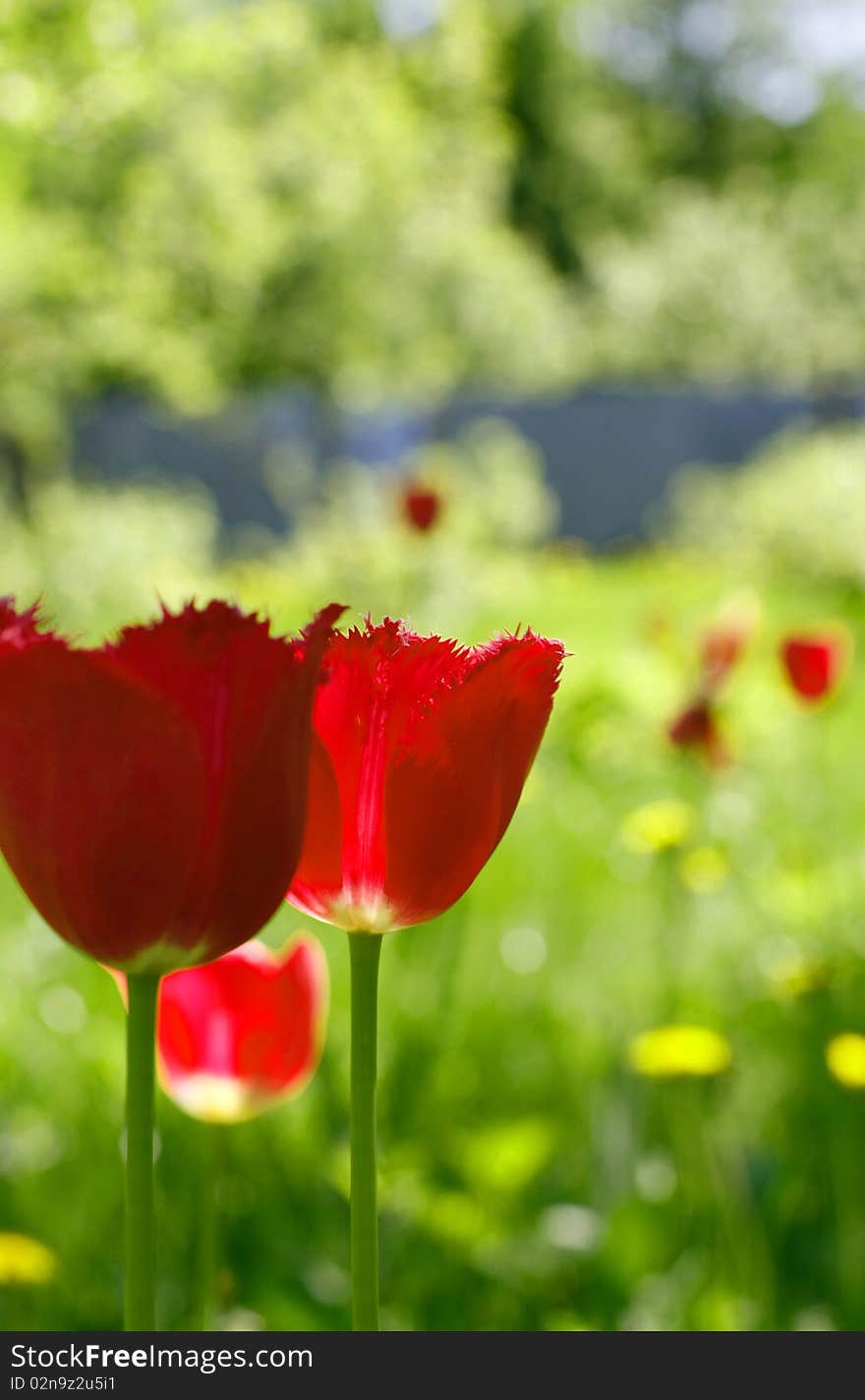 Tulips