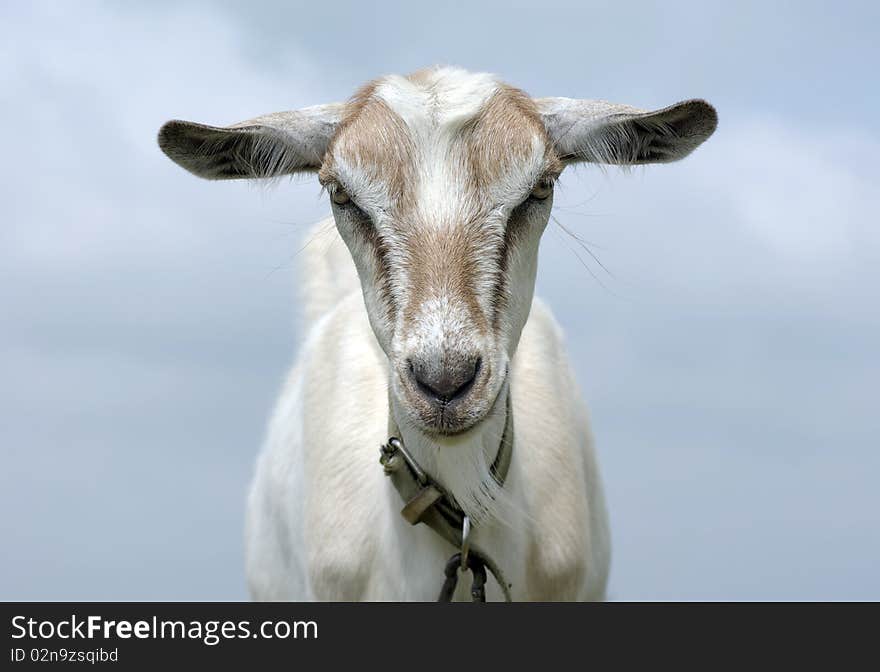 Portrait of a goat that looks straight