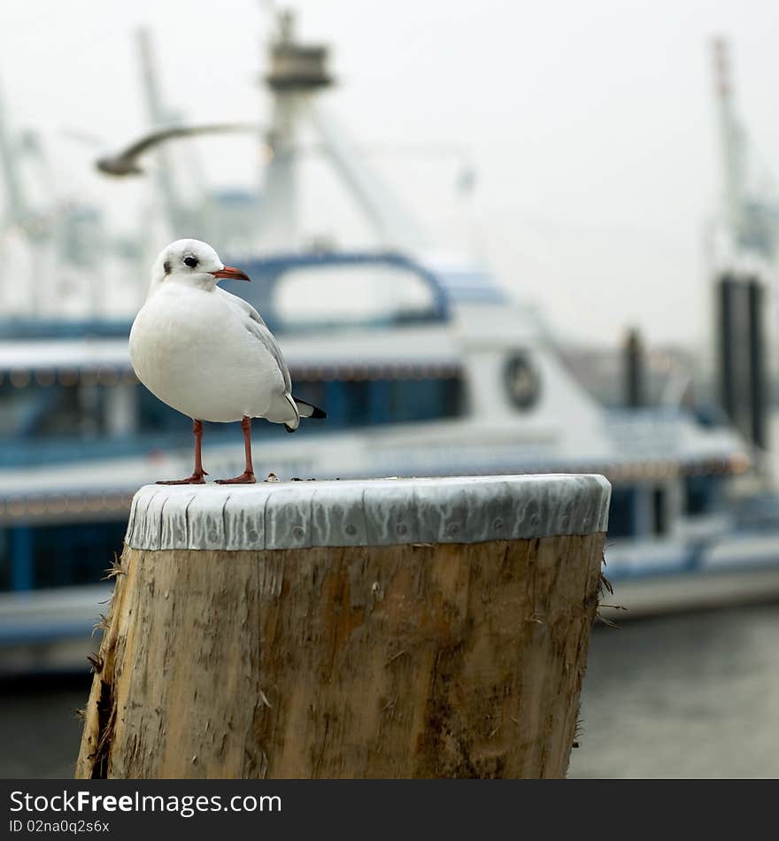 Seagull