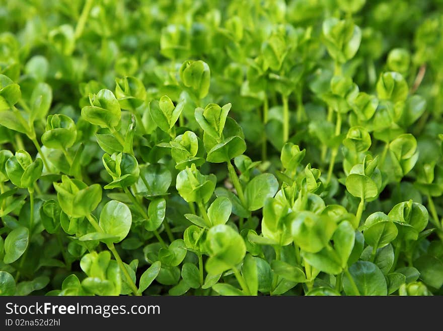 Nature green background, small depth of sharpness