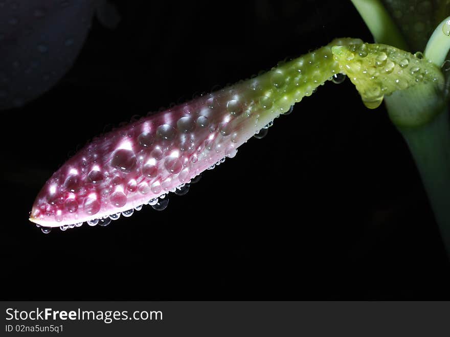 Flower and water drop