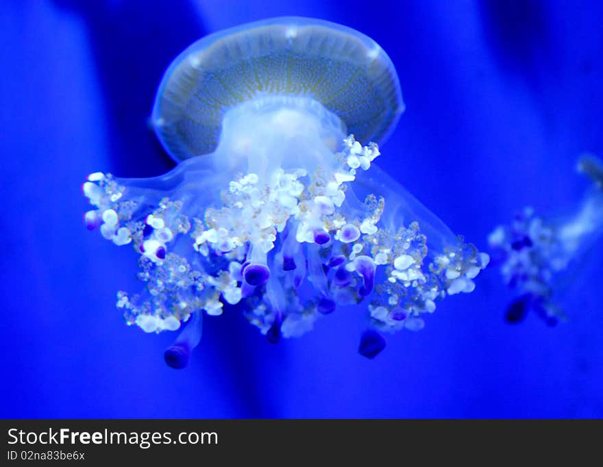 Jellyfish with tentacles