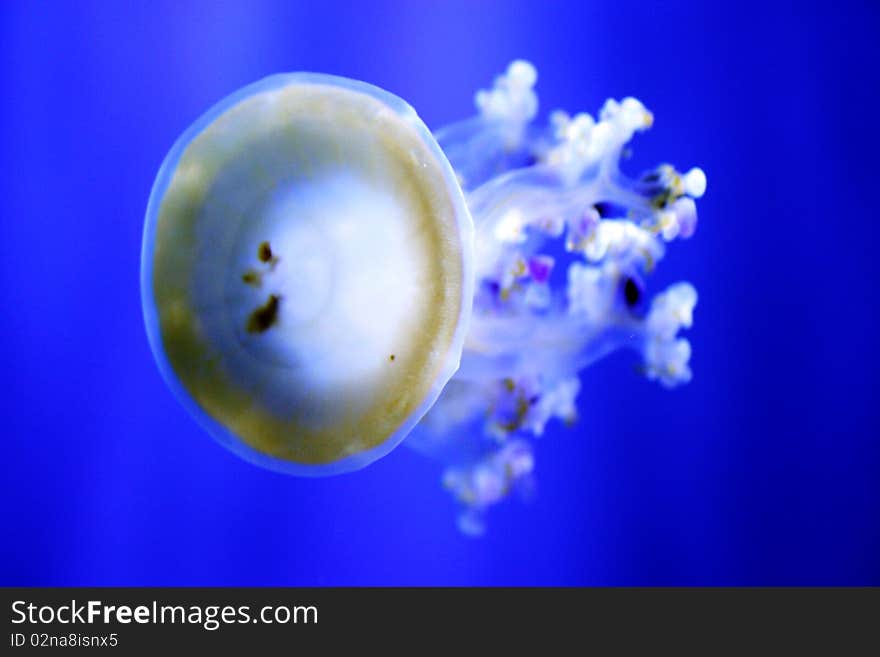 Jellyfish swimming