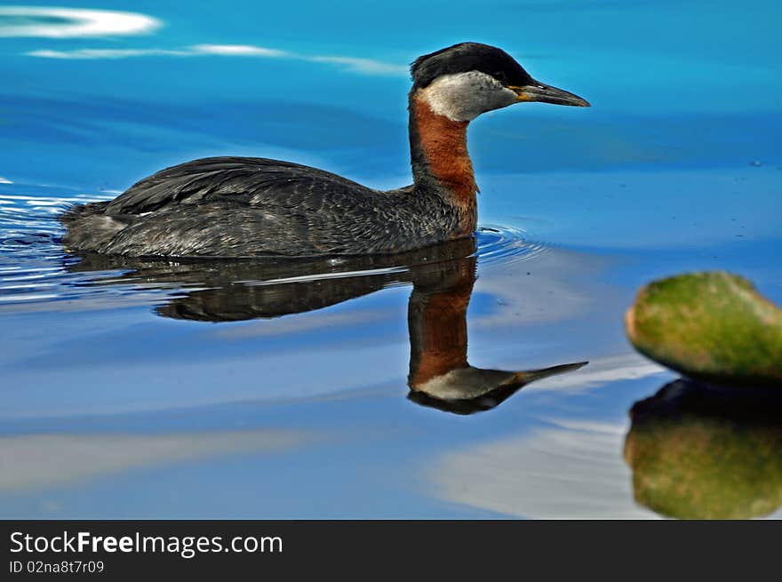 Red necked Grebes