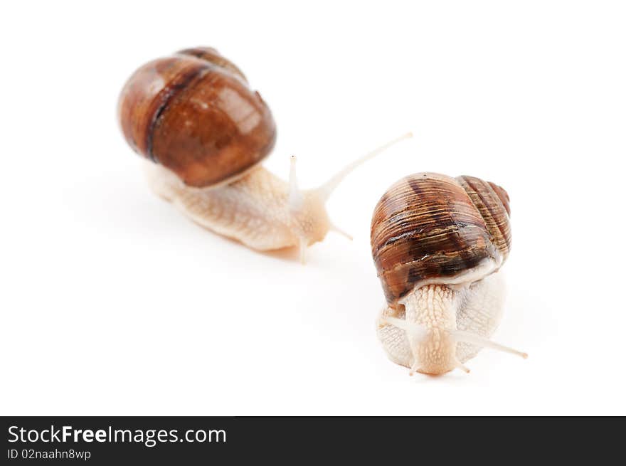 Garden snail on a white background