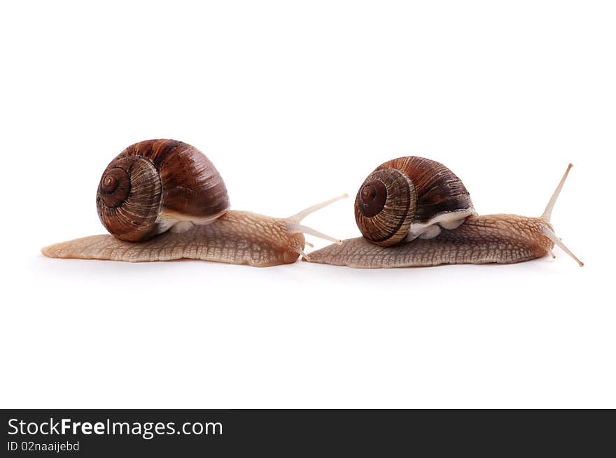 Garden snail on a white background