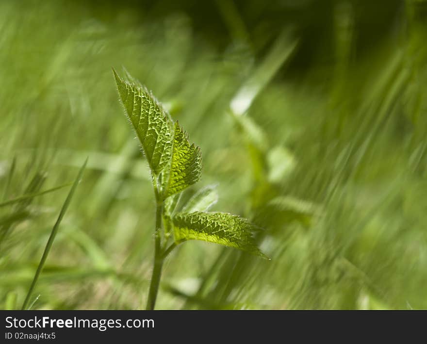 One stalk in the grass