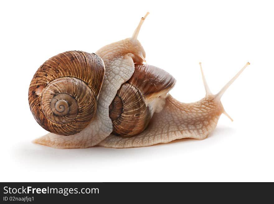 Garden snail on a white background