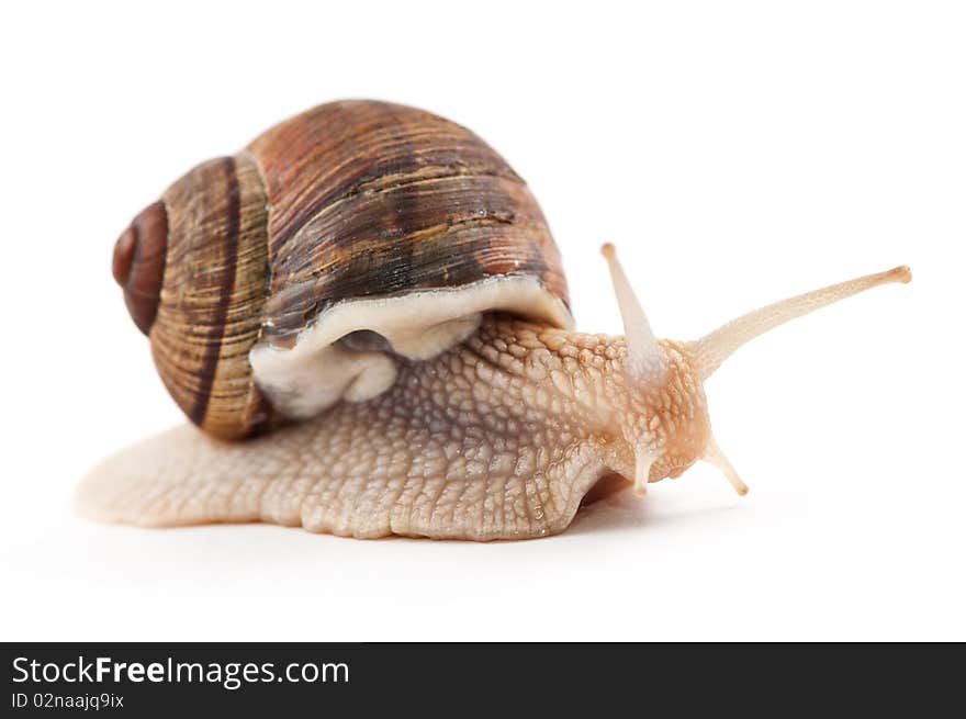 Garden snail on a white background