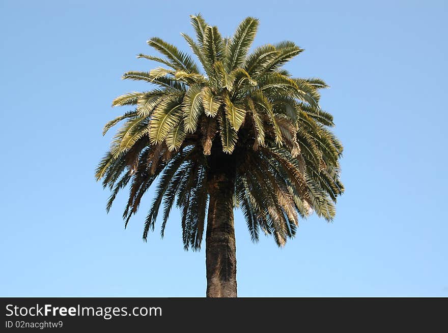 One palm tree on clear blue background. One palm tree on clear blue background