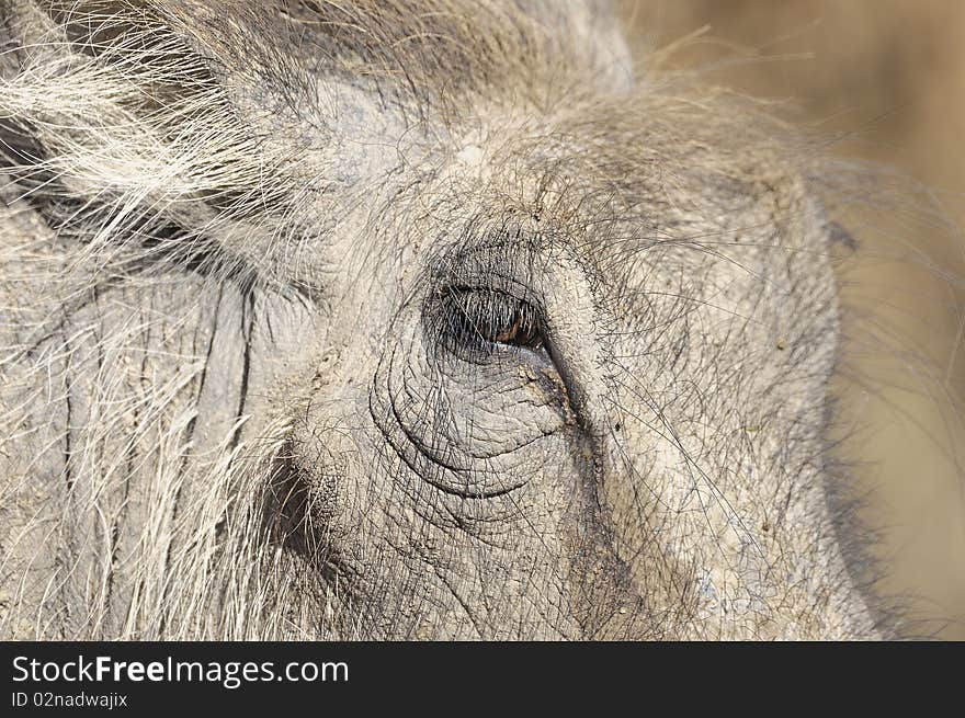 Close up of a warthog face