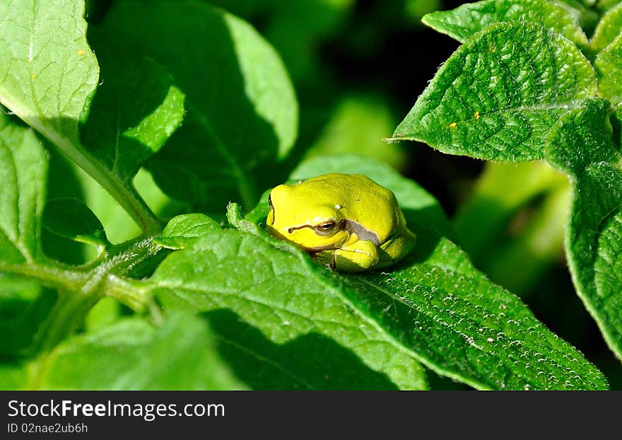 Pretty Green Frog (Hyla arborea) resting