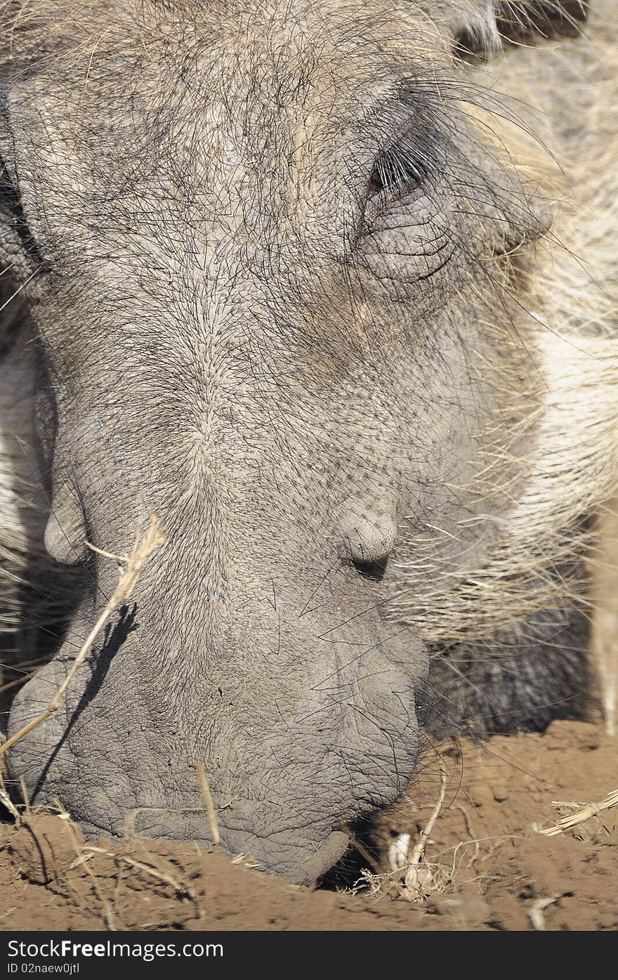 Close up of a warthog face