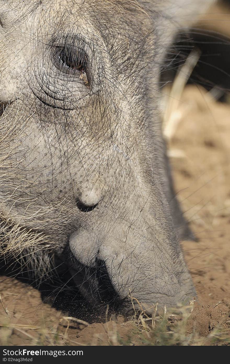 A close up of a warthogs face