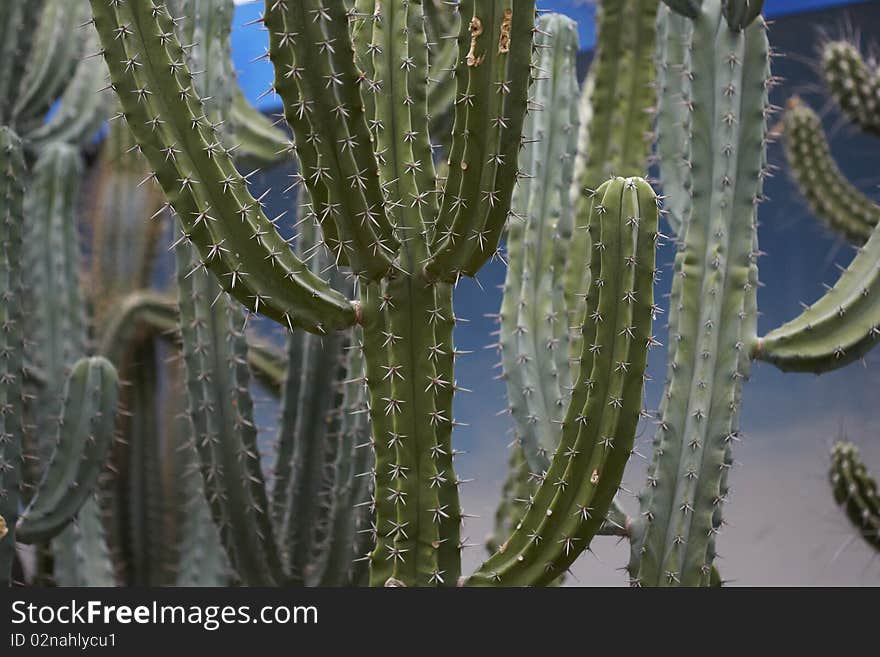 Cactuses with thorns in the dessert.