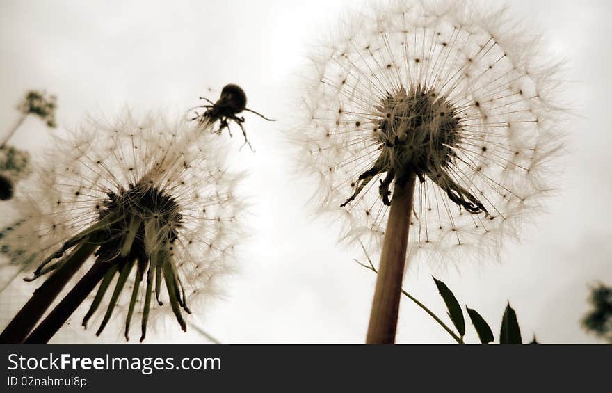 Puffball On A Cloudy Day