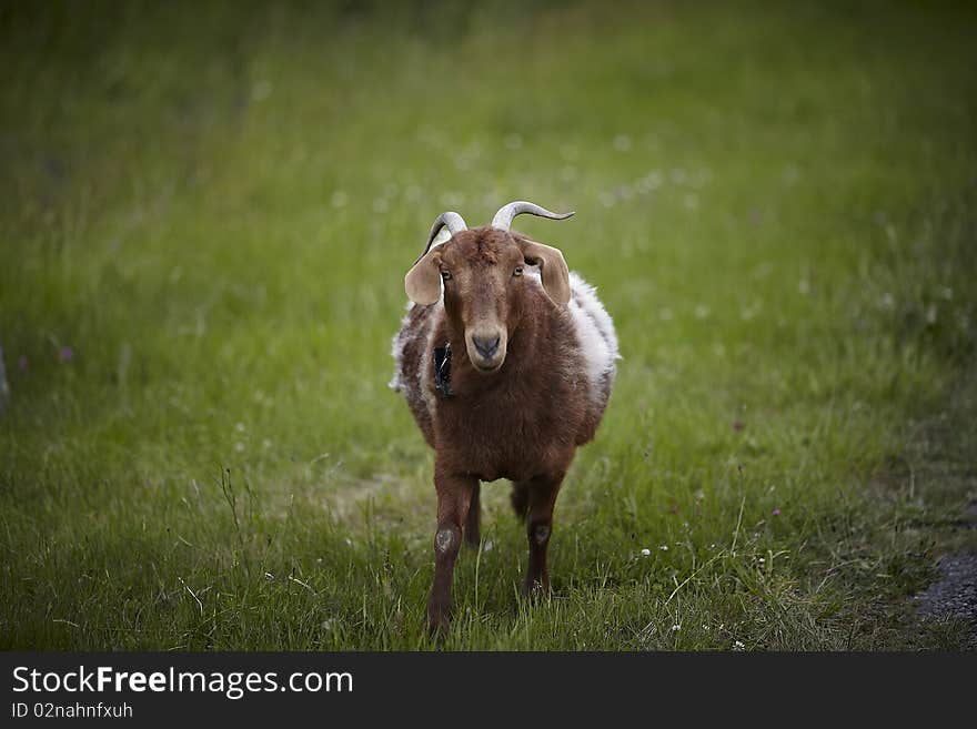 Male brown goat with horns in the meadow.