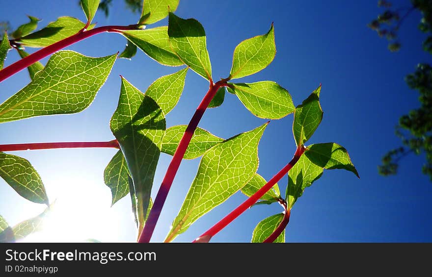 Young Green leaves shooting up in the clear blue sky. Taken in the early summer. Young Green leaves shooting up in the clear blue sky. Taken in the early summer.