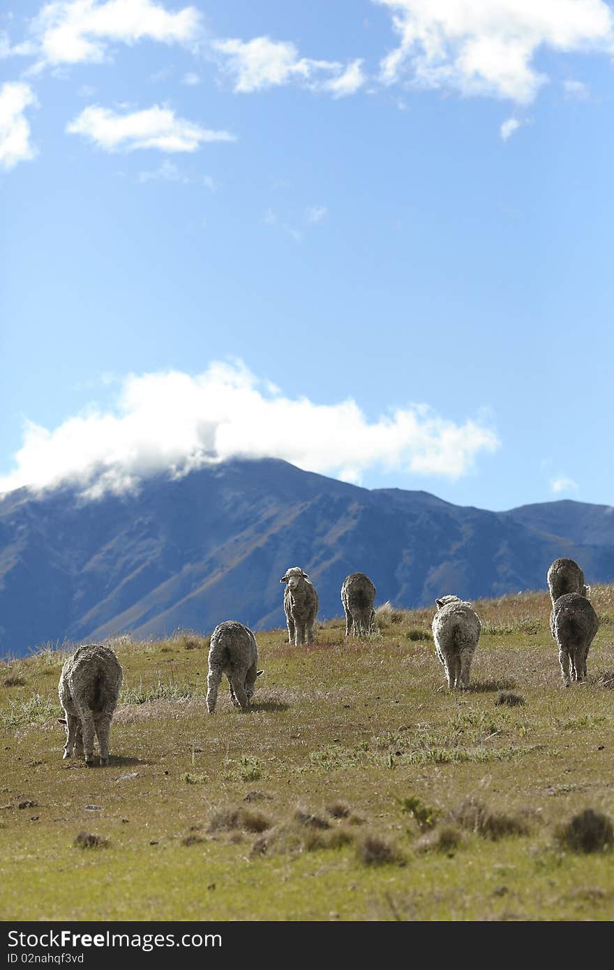 Sheep grazing in the mountains