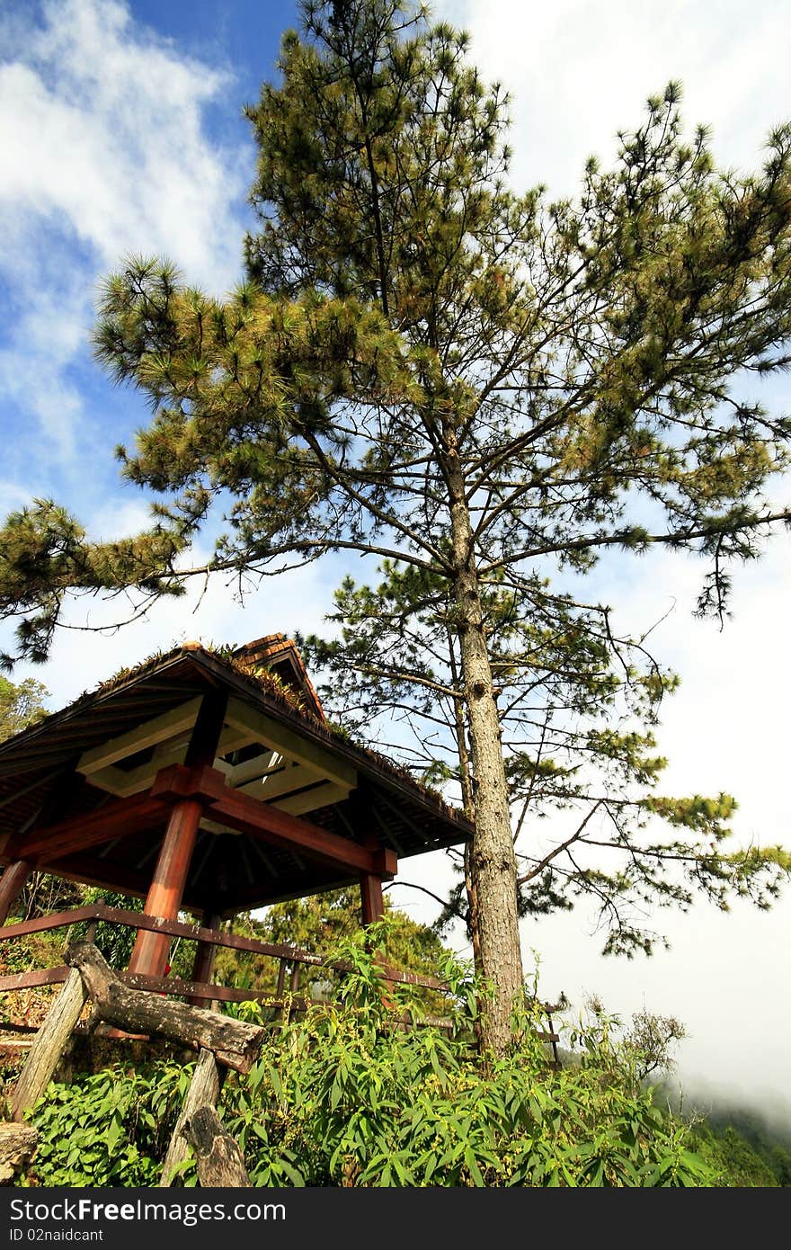 A part of tree on the mountain in Thailand