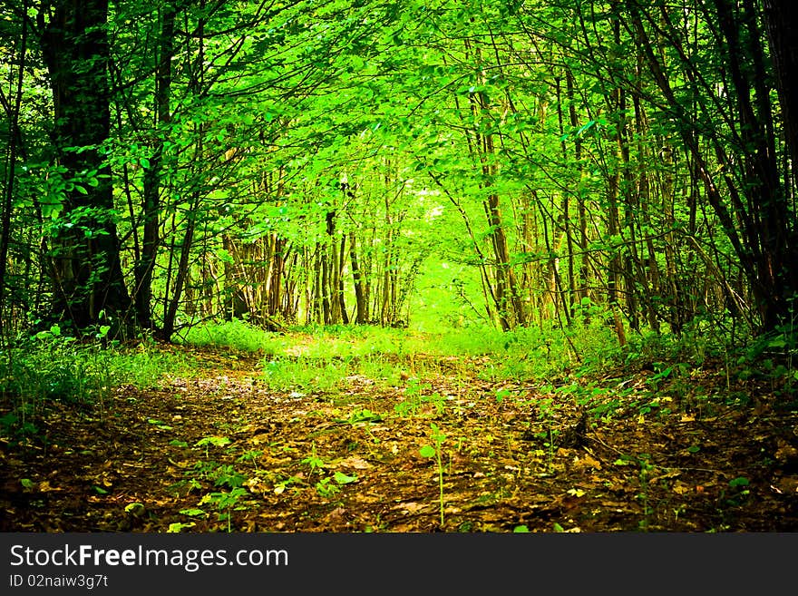 Spring landscape of young grey forest with green trees