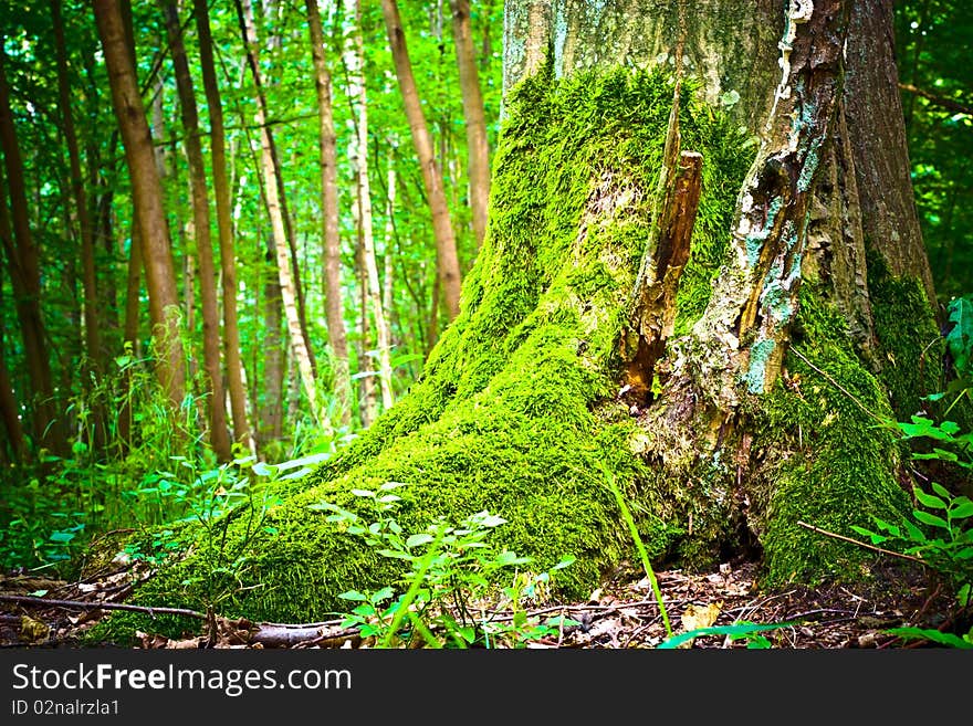 Spring landscape of young grey forest with green trees