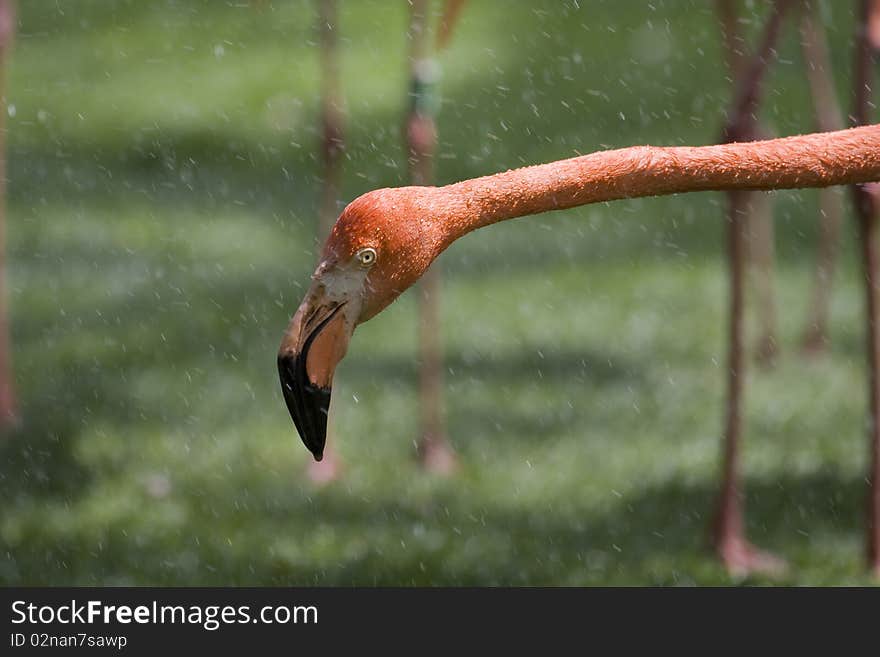 Flamingo Portrait