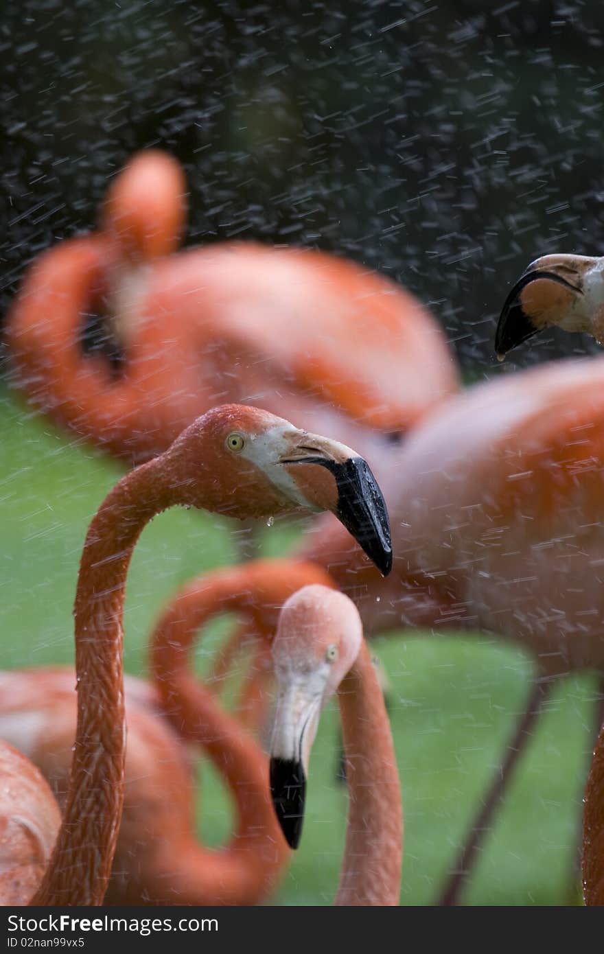 Flamingo Portrait