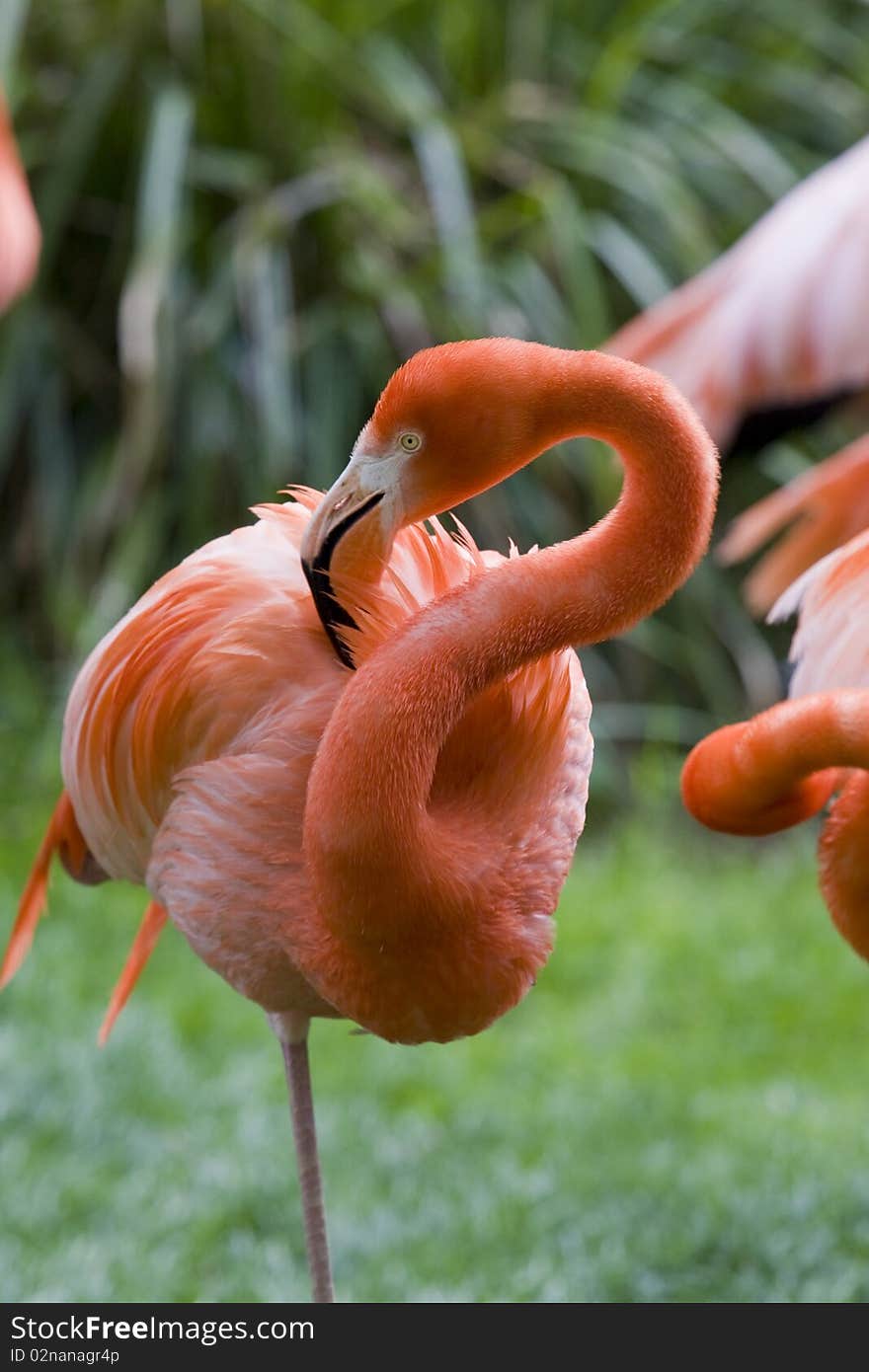 Flamingo Portrait