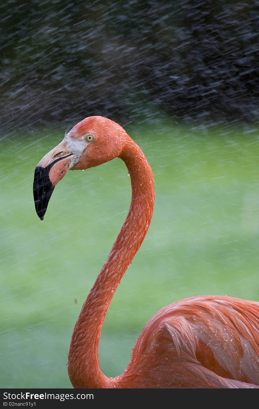 Flamingo Portrait