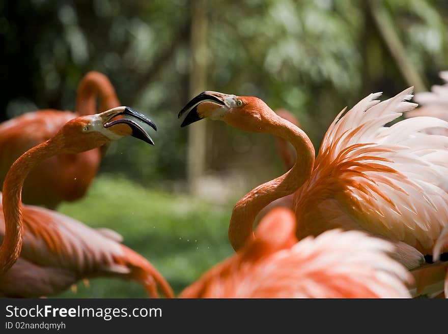 Flamingo Portrait