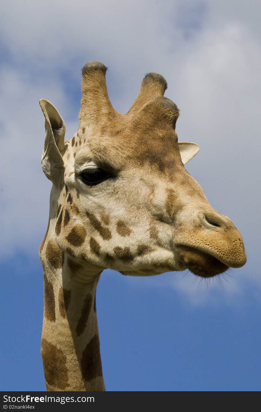 Giraffe head shot, Safari Zoo Park, Paris, France. Giraffe head shot, Safari Zoo Park, Paris, France