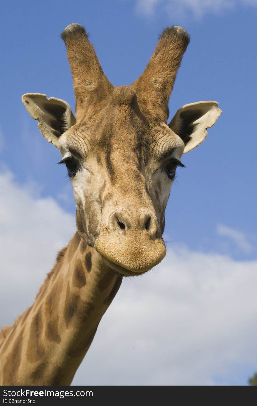 Giraffe head shot, Safari Zoo Park, Paris, France. Giraffe head shot, Safari Zoo Park, Paris, France