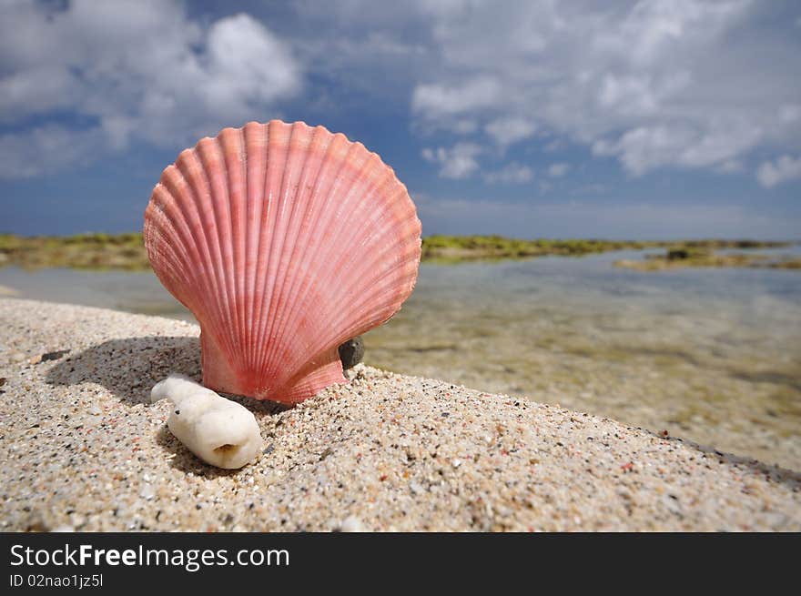 A pink shellfish on the beach