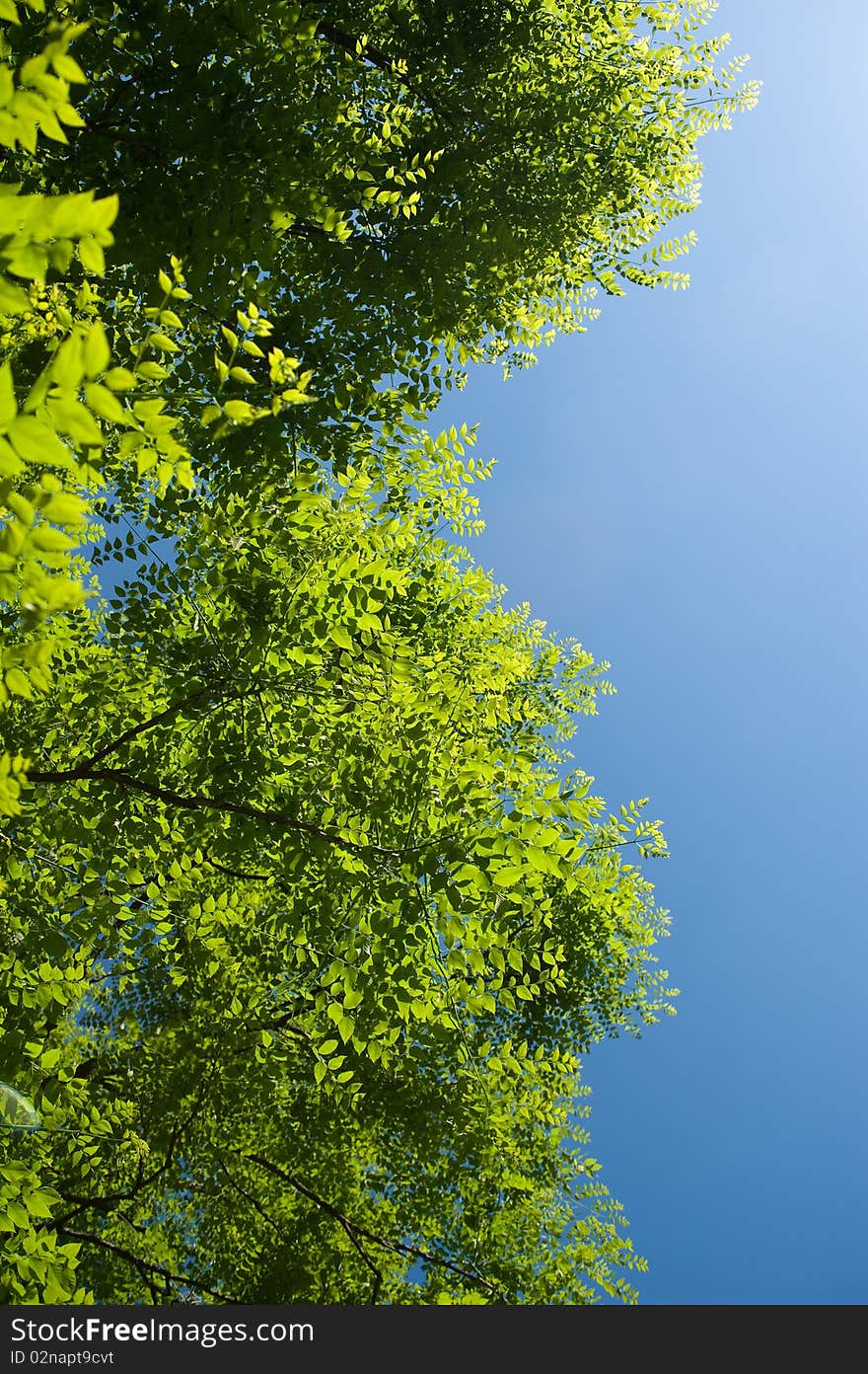 Blue sky over luscious green leaves. Blue sky over luscious green leaves