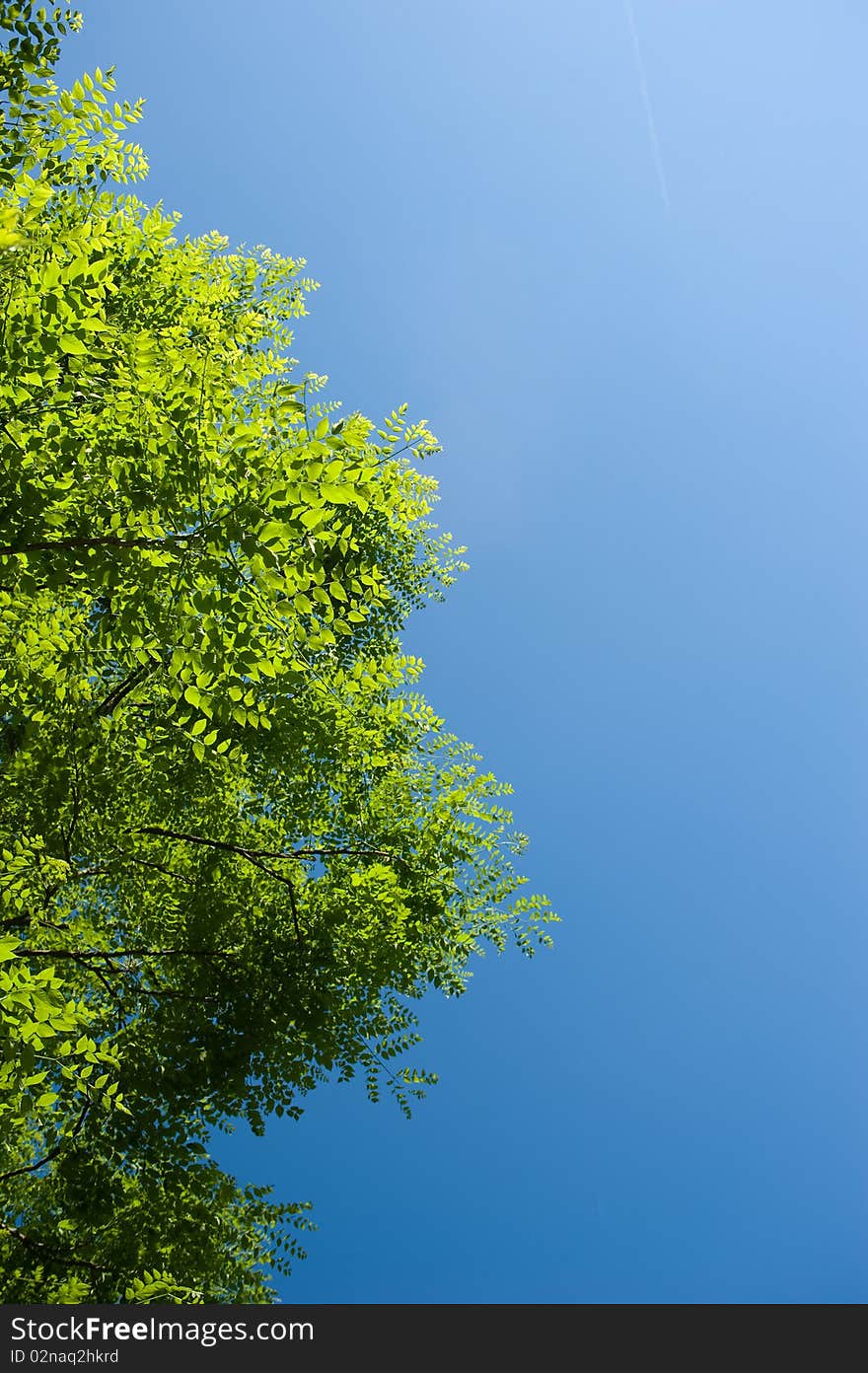 Blue sky over luscious green leaves. Blue sky over luscious green leaves