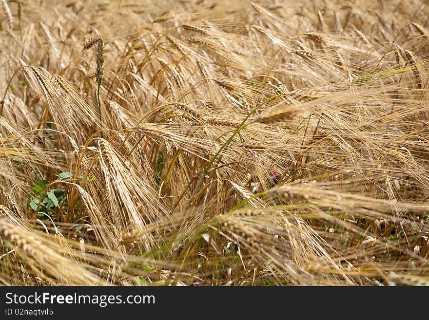 An image of crop of wheat in the field