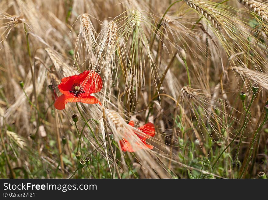 Poppies in the field