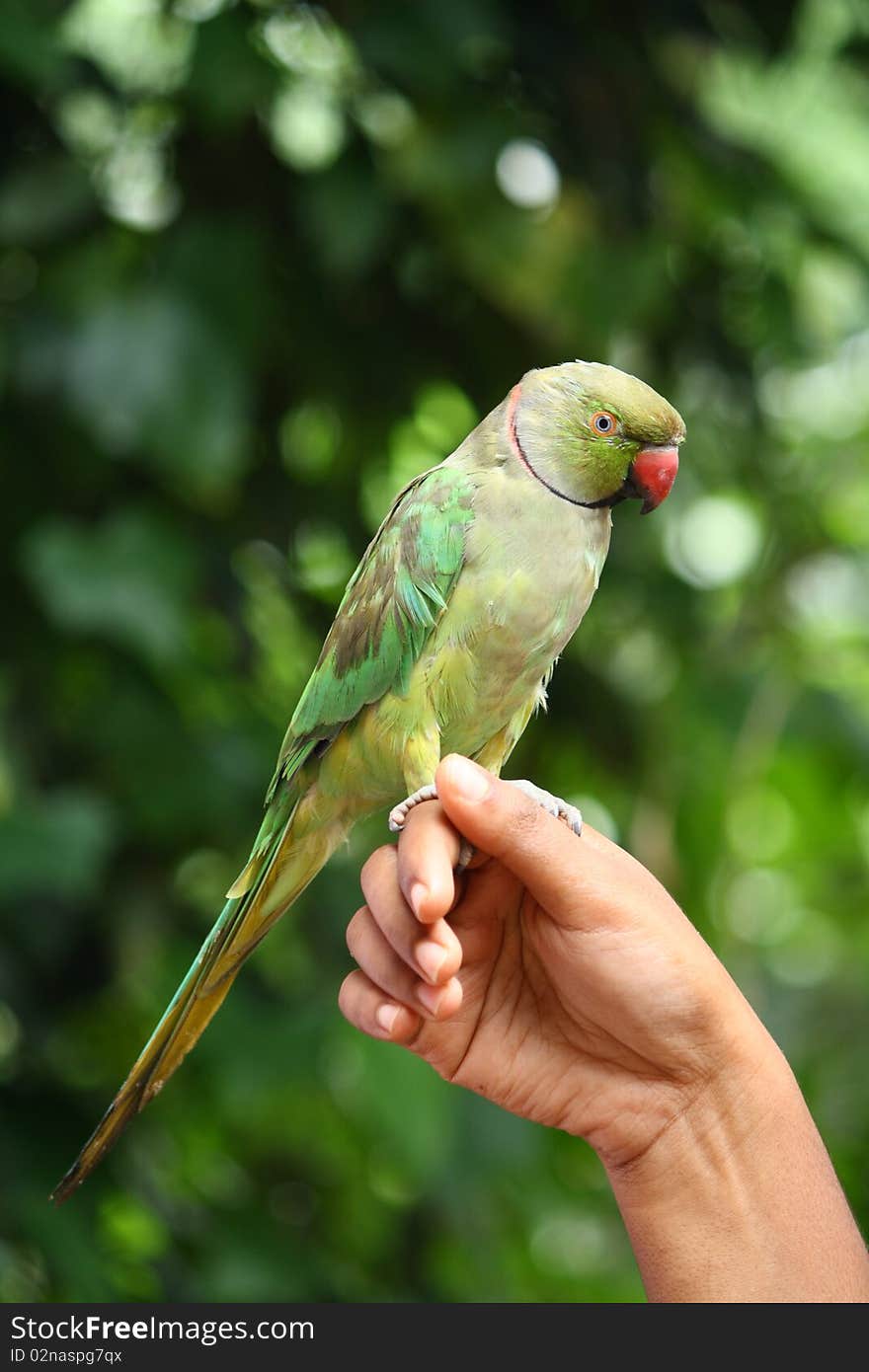 An asian green parrot sitting on a human hand