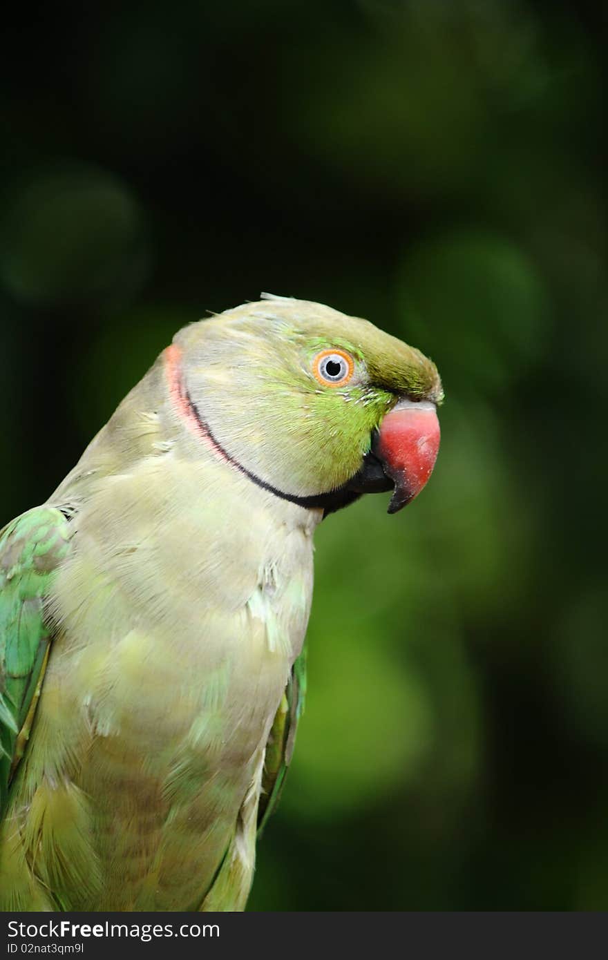 Green Parrot