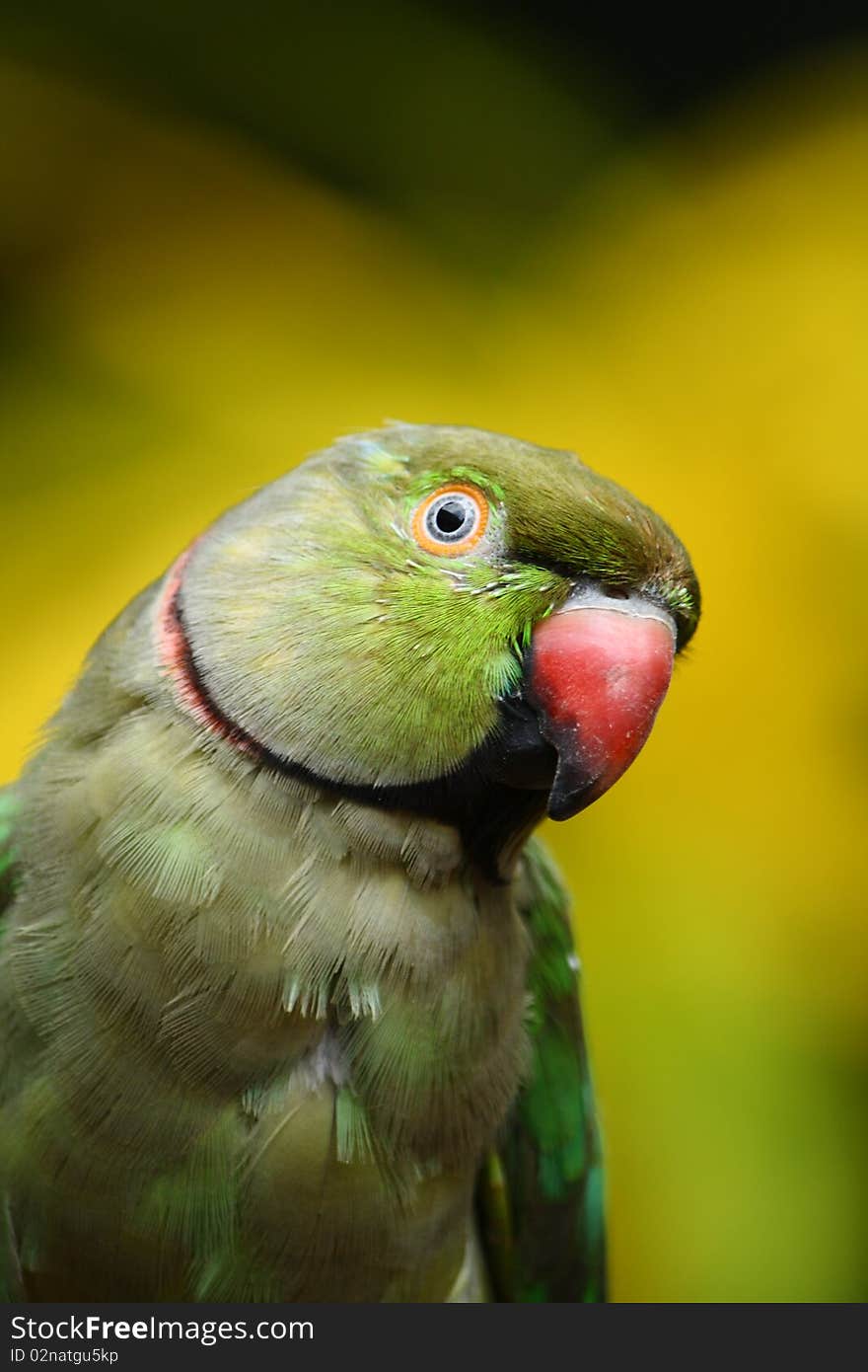 Portrait of an asian green parrot