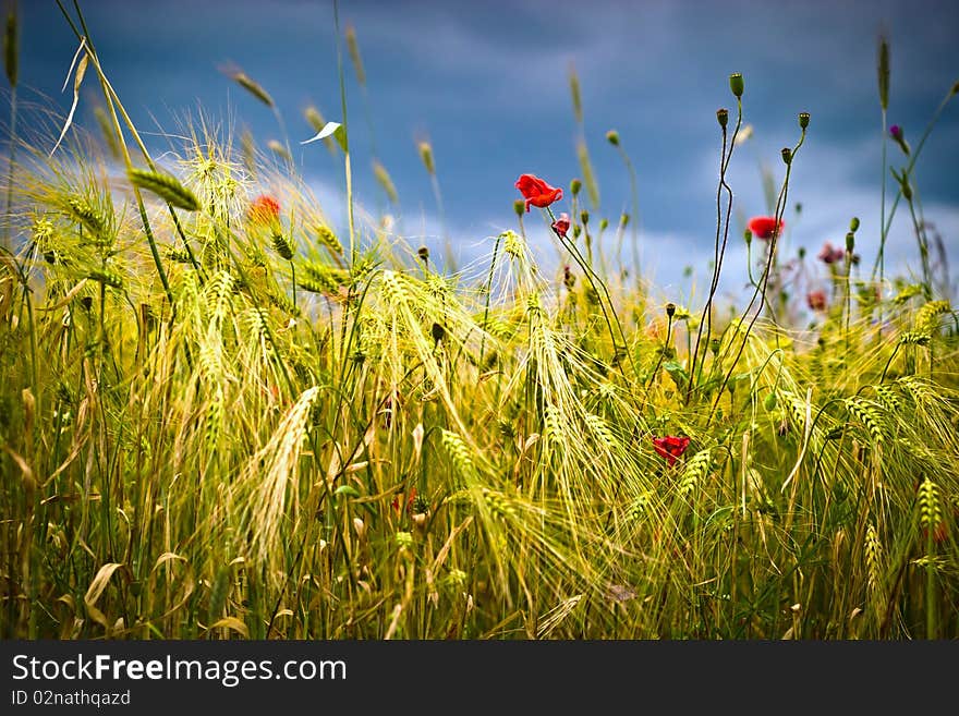 Flowers