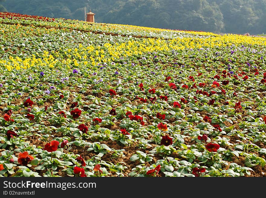 Various Of Flowers