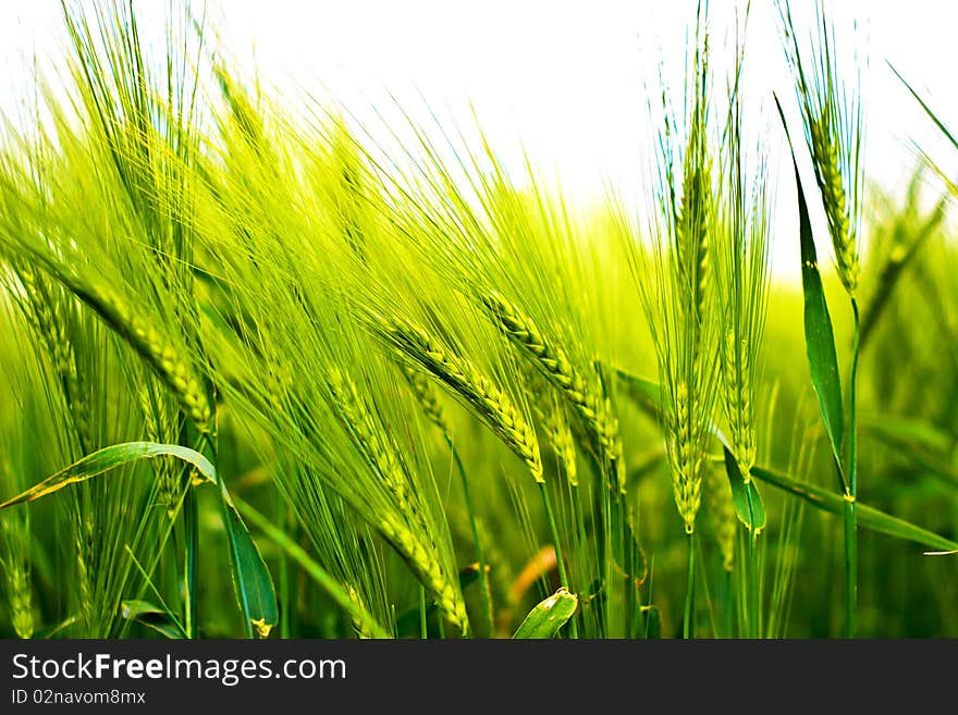 Plants for natural background,
fluffy wild plant grouped in sunny day