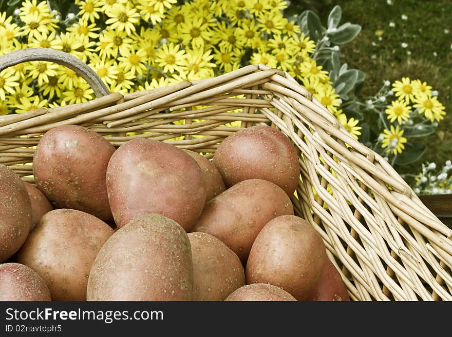 Potatoes in basket