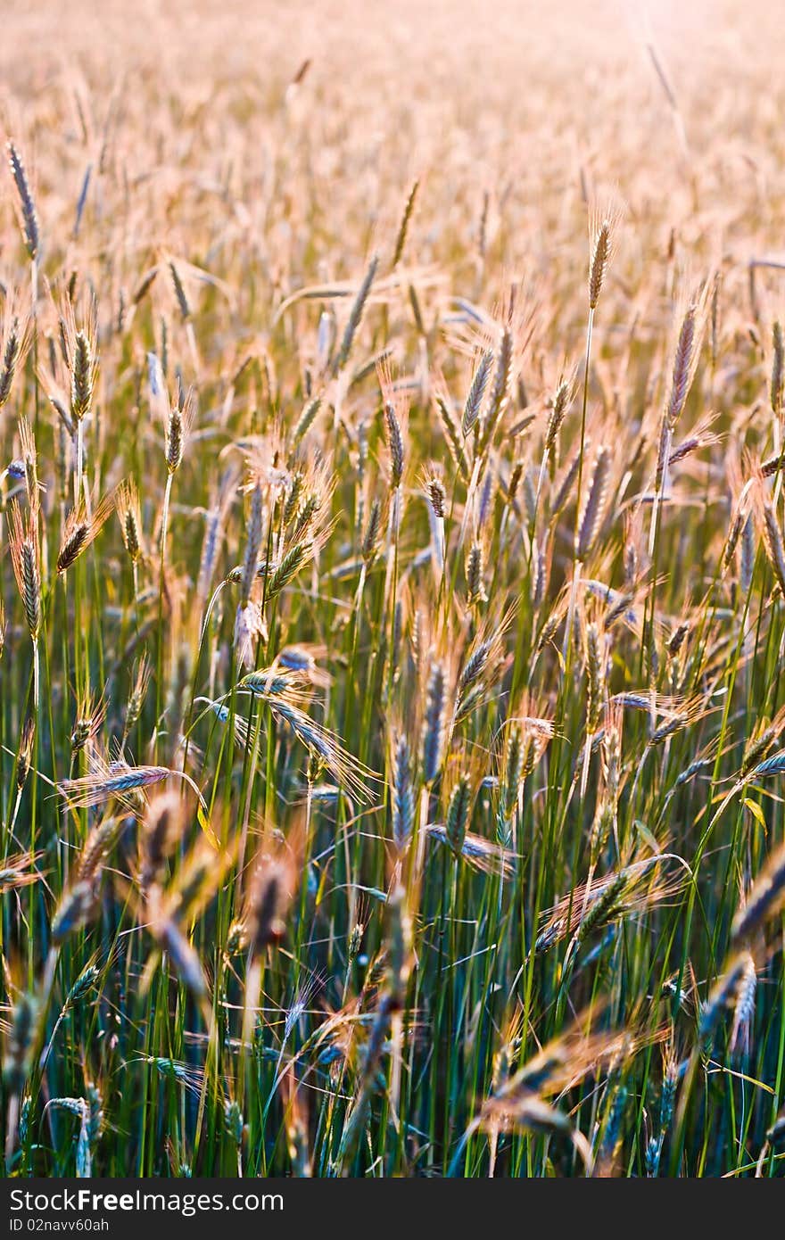 Plants for natural background,
fluffy wild plant grouped in sunny day