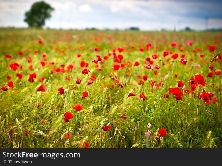 Flowers