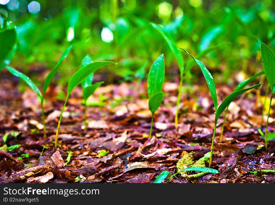 Plants for natural background, fluffy wild plant grouped in sunny day