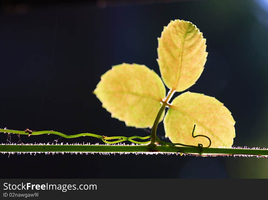 Shadow Tree